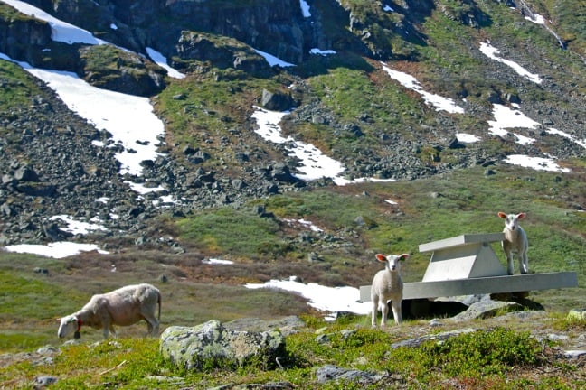 A Family of Sheep in Jotunheimen, Norway