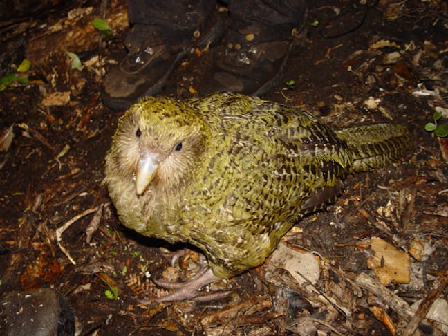 Weird Birds Around The World, Kakapo