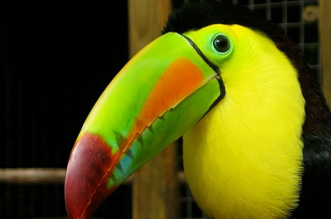 Keel-billed Toucan