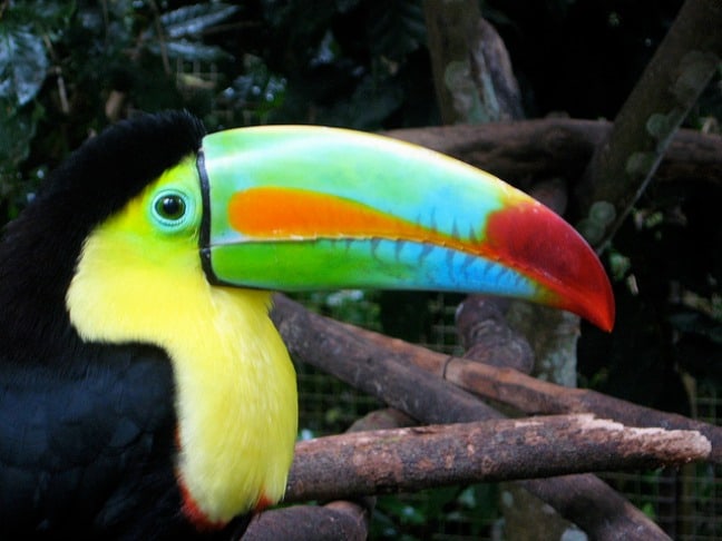 Keel-billed Toucan at Macaw_mountain, Honduras