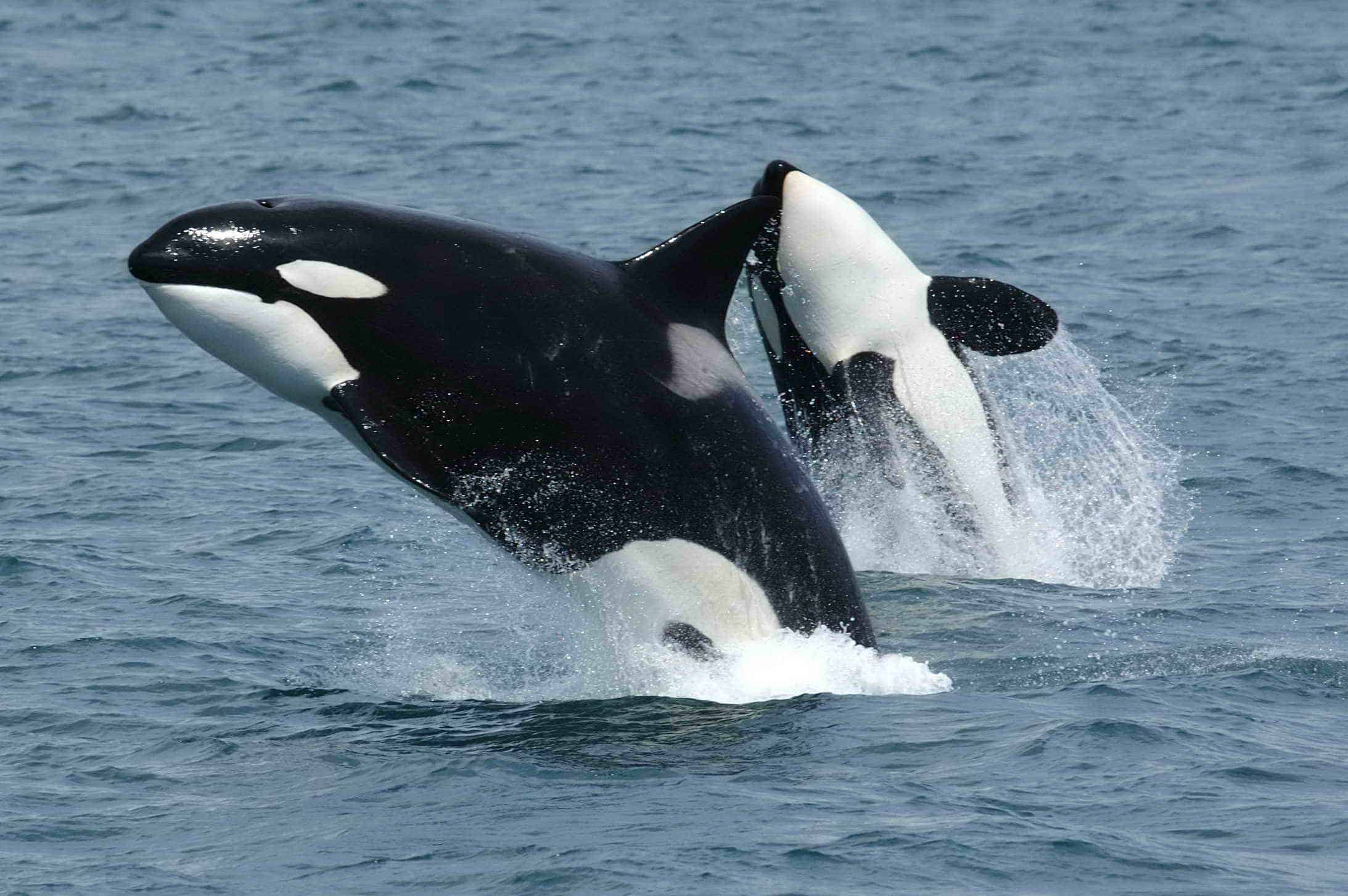 orcas near Unimak Island, eastern Aleutian Islands, Alaska