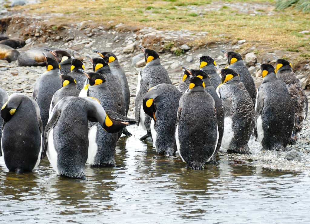 King penguins moltng at Grytviken on South Georgia Island