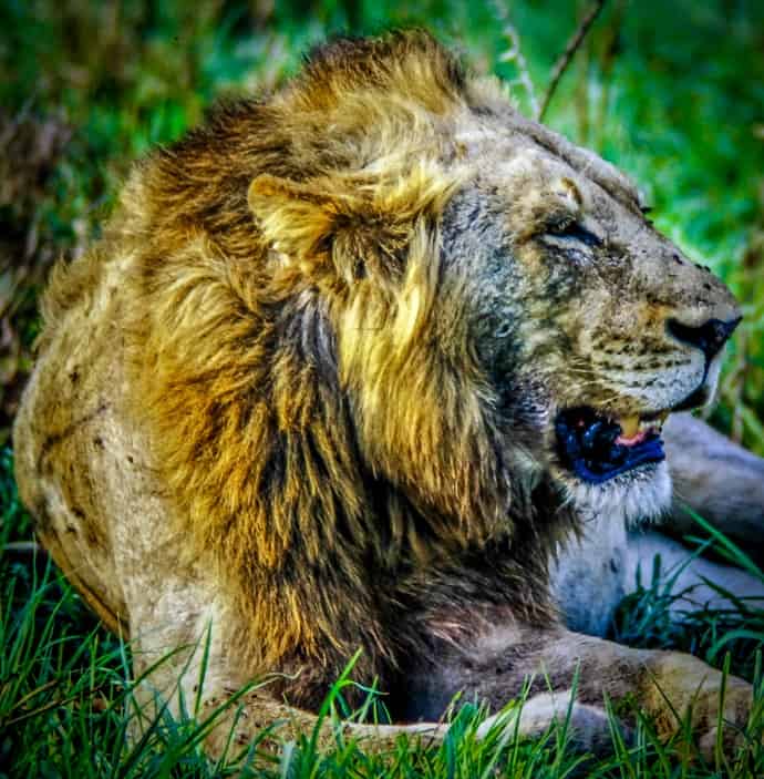 Lion in Kruger National Park