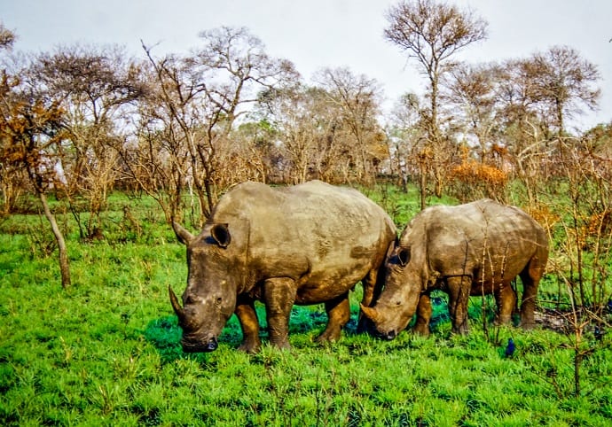 Rhinos in Kruger National Park