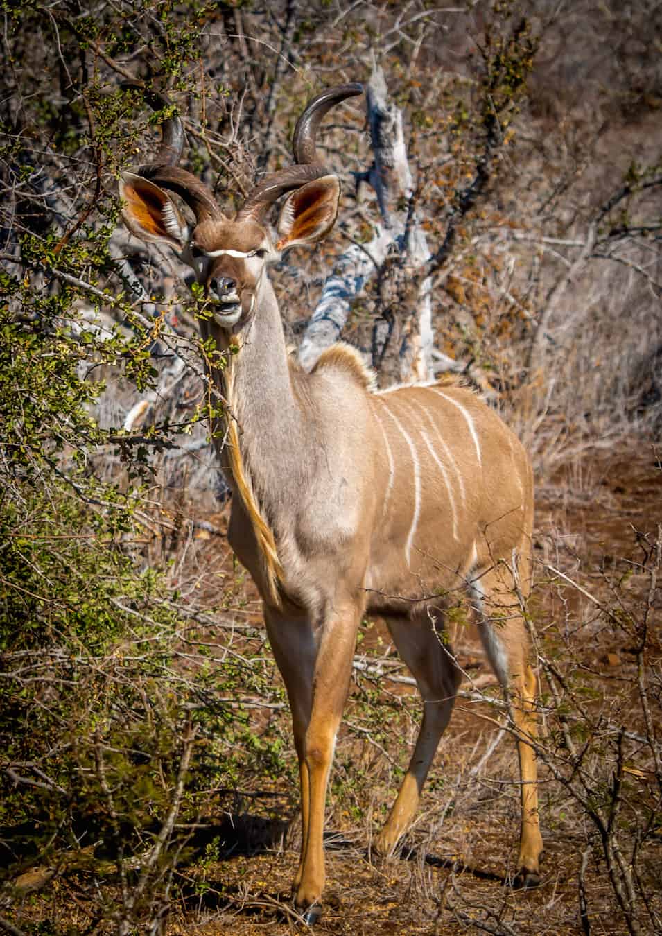 Male Kudu, official mascot for South Africa National Parks