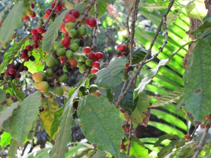 La Roya on Coffee Bean Leaves photo by Emma Gallagher