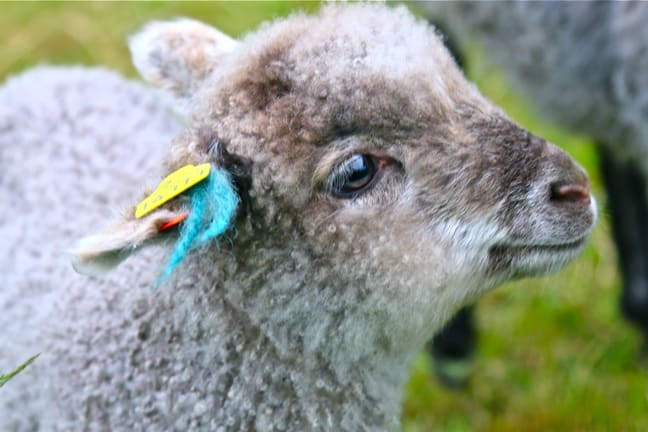 Little Lamb on South Koster Island, Sweden