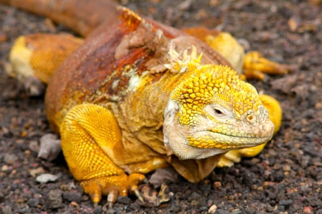 Land Iguana at the Charles Darwin Research Station