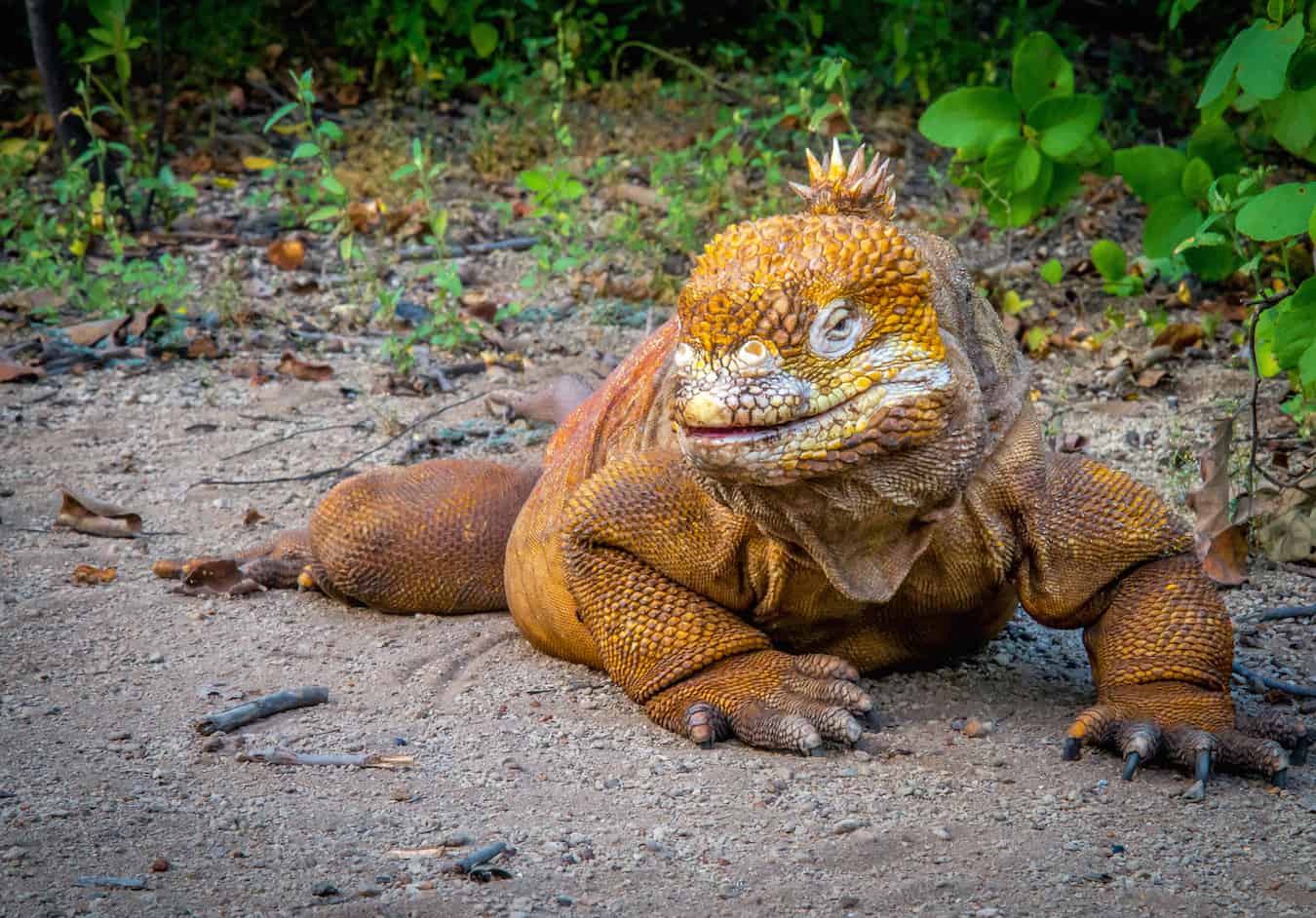 Land Iguana on Isabela Island, Galapagos