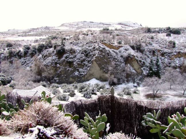 Snow on a Prickly Pear Cactus