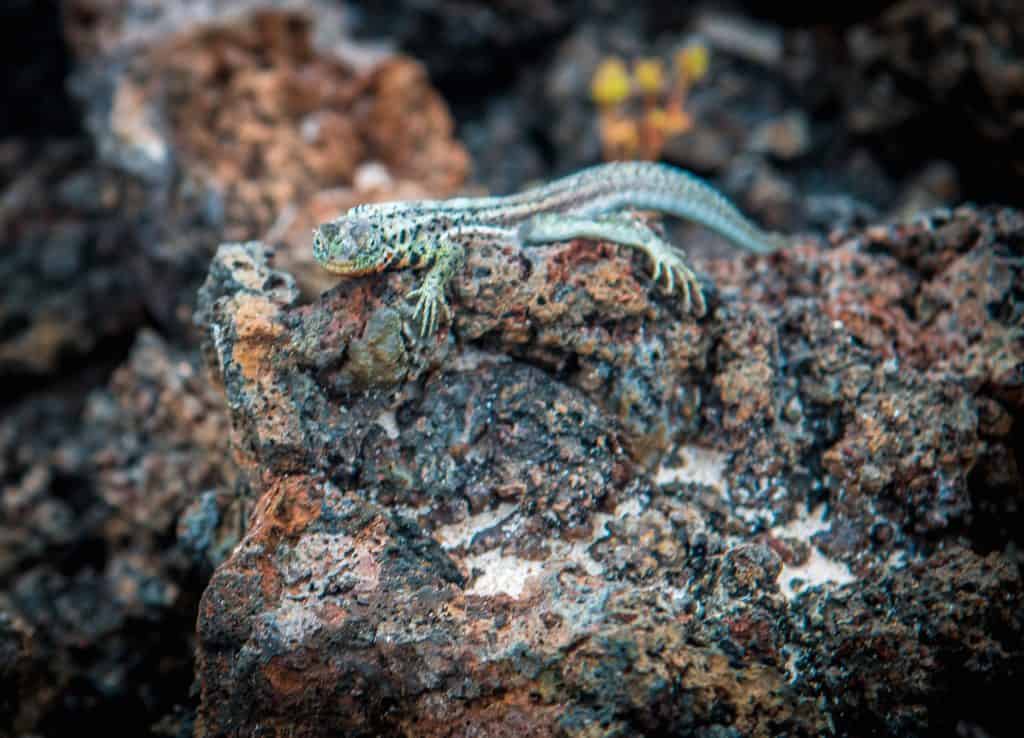 Galapagos Islands Lizards: Lava Lizard