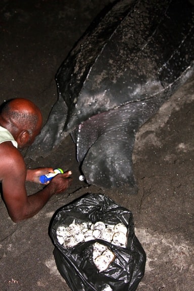 Leatherback Sea Turtle Laying Eggs, Dominica