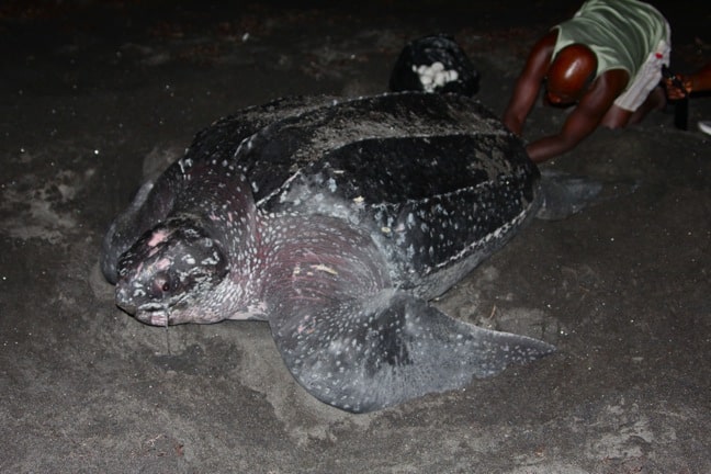 Leatherback Sea Turtle Laying Eggs, Dominica
