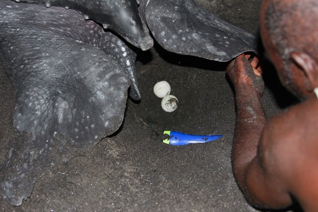 Leatherback_Sea_Turtle_Lays_Eggs, Dominica