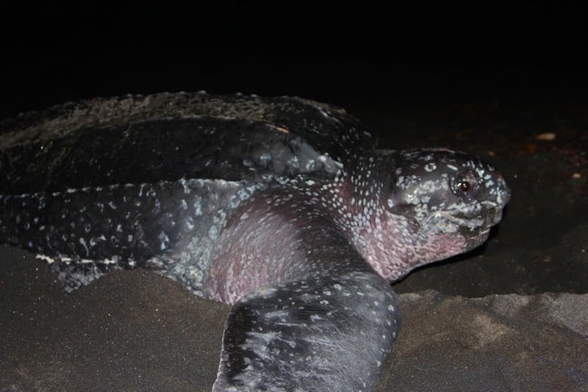 Leatherback Sea Turtle, Rosalie Bay, Dominica