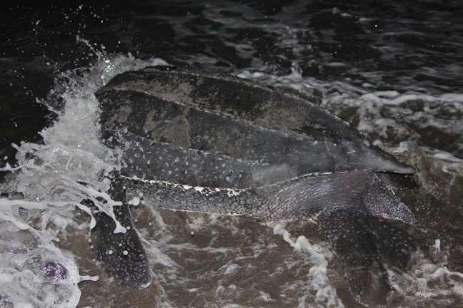 Leatherback Sea Turtle Returns To The Sea, Dominica