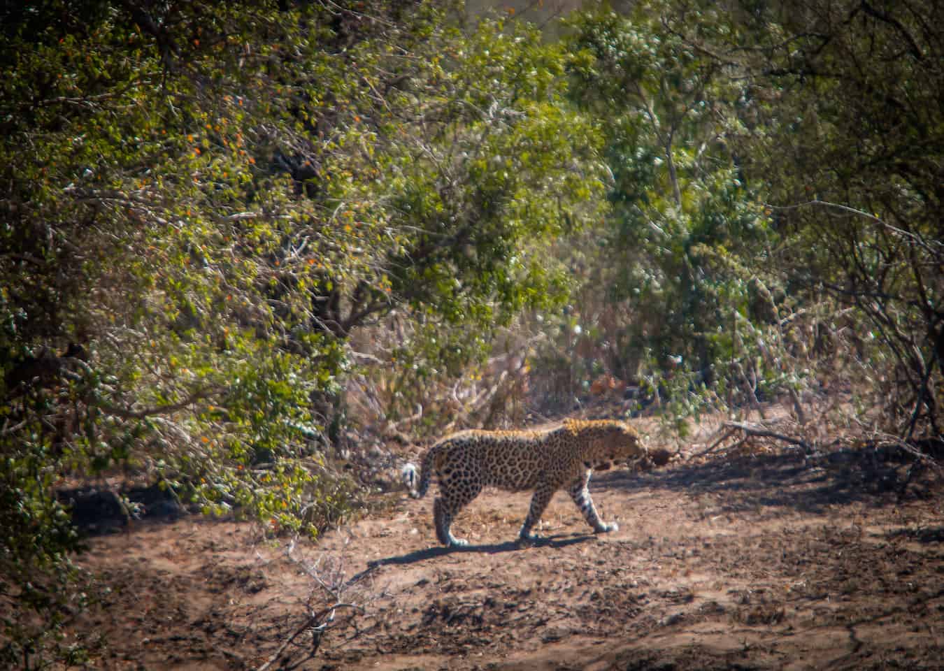 Leopard in Kruger National Park