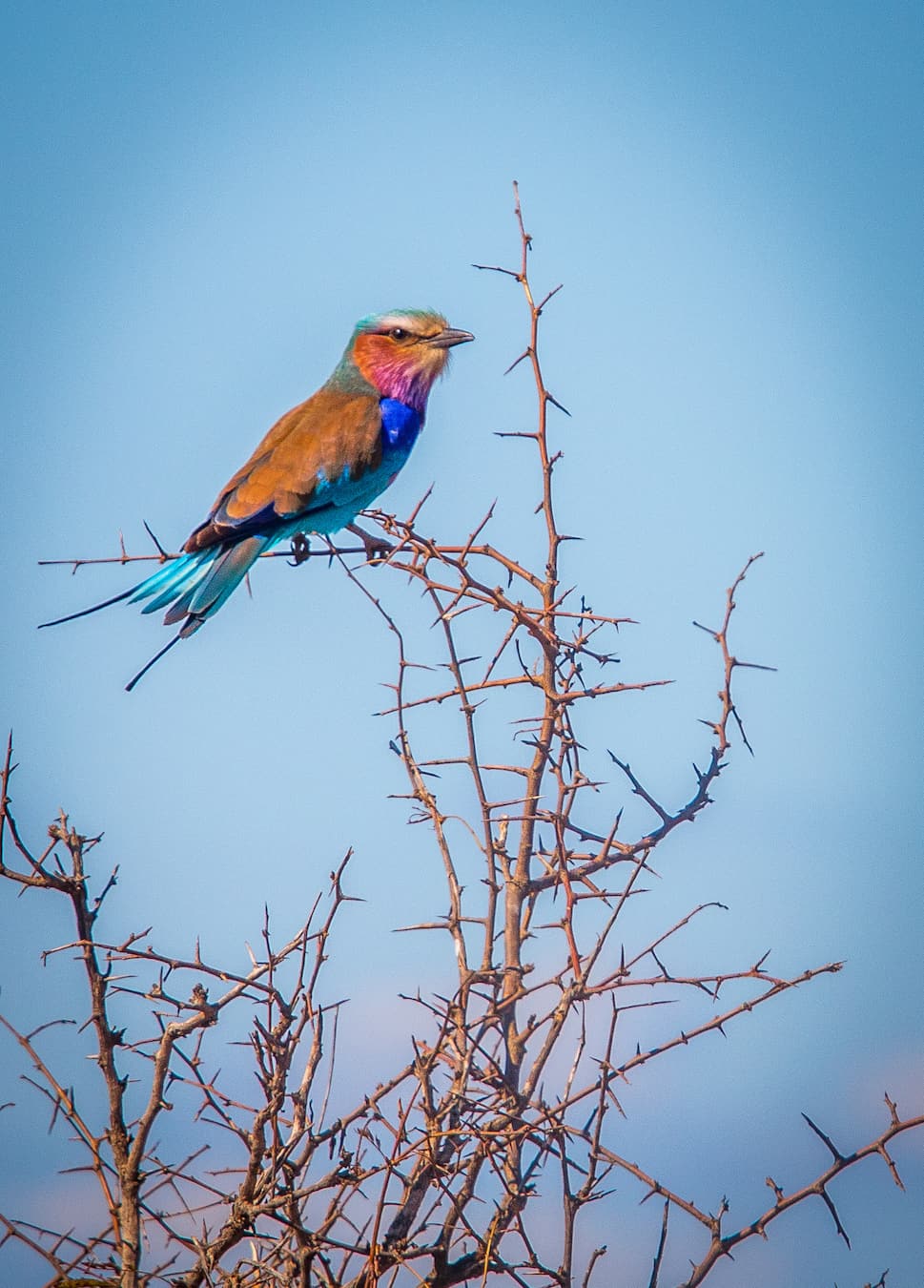 Lilac Breasted Roller in Kruger National Park