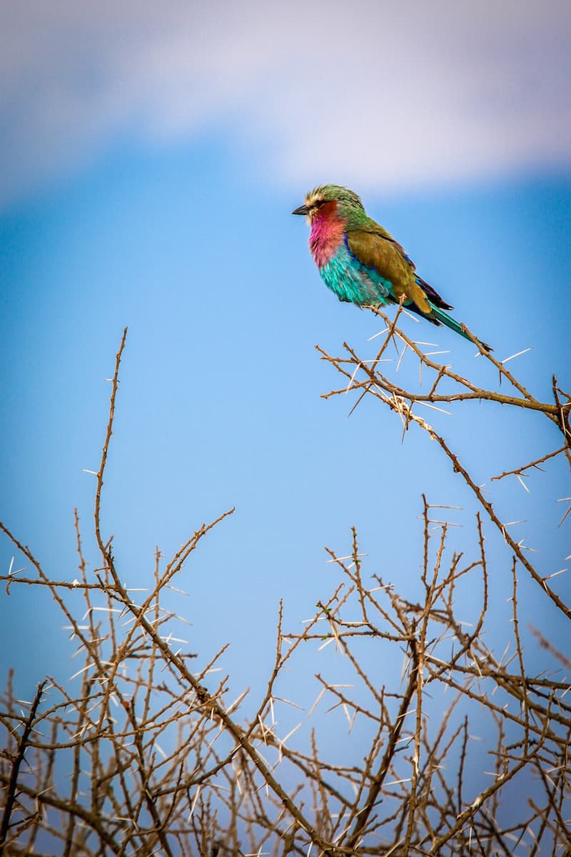 Lilac Breasted Roller in Tanzania's Tarangire National Park