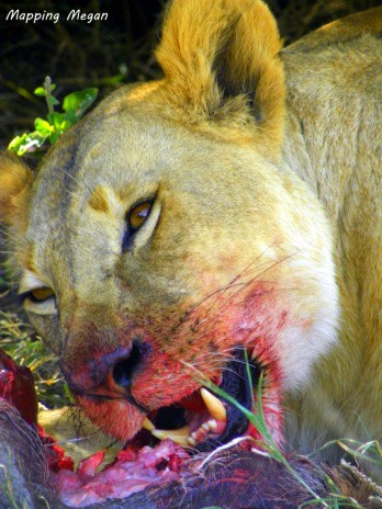 Lioness eating gazelle