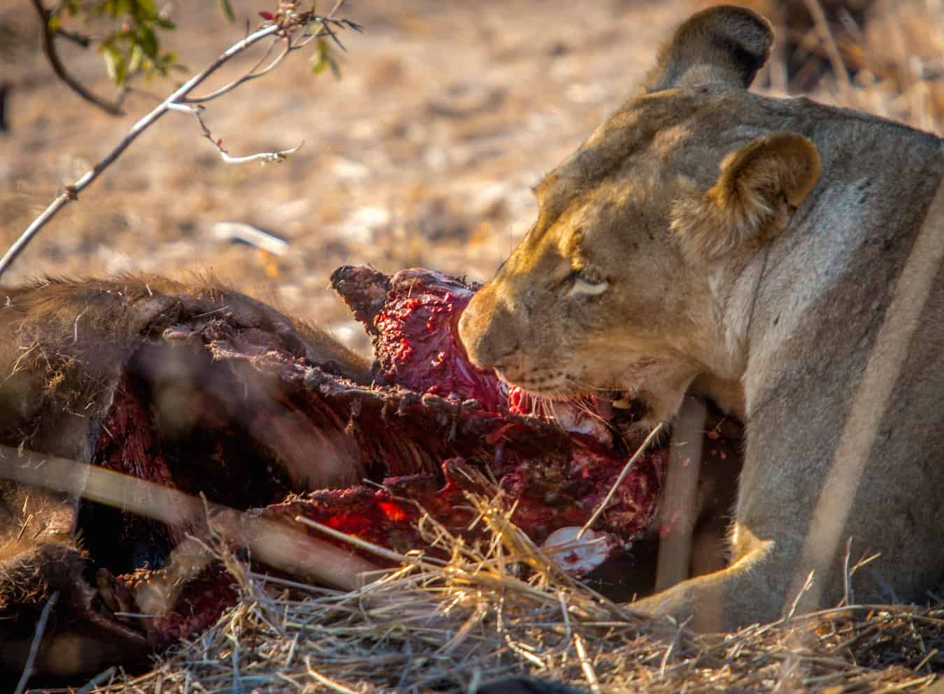 Lioness Devouring Buffalo in Kruger National Park