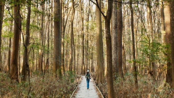 List of National Parks, A Complete Guide -Congaree National Park