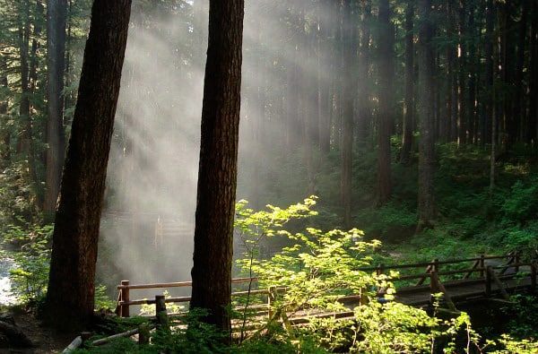 National Parks WA -Olympic National Park