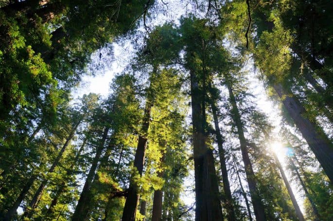 List of CA National Parks- Redwood National Park