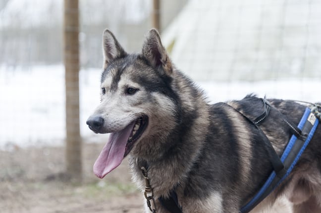 Lithuania-Dog-Sledding-Another-Run