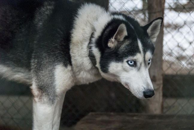 Lithuania-Dog-Sledding-Dogs-Blue-Eyes