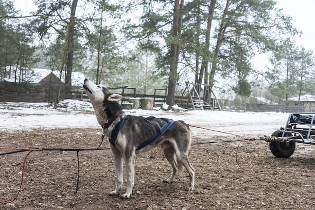 Lithuania-Dog-Sledding-Call-to-Arms