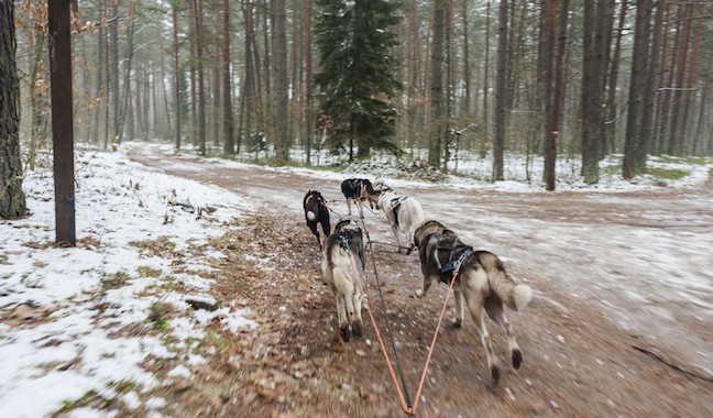 Lithuania-Dog-Sledding-First-Corner