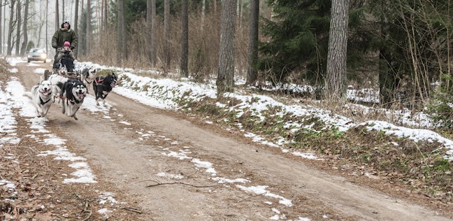 Lithuania-Dog-Sledding-Dogs-Head-On