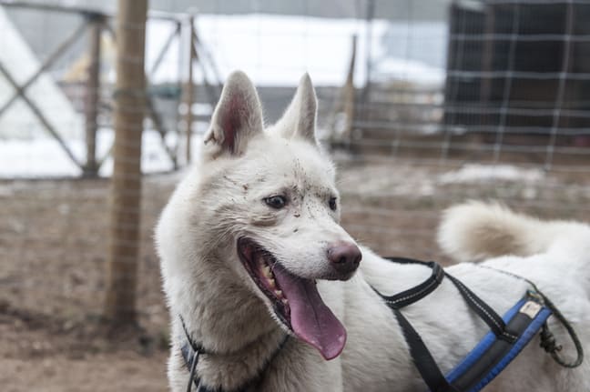 Lithuania-Dog-Sledding-Dogs-Muddy-Face