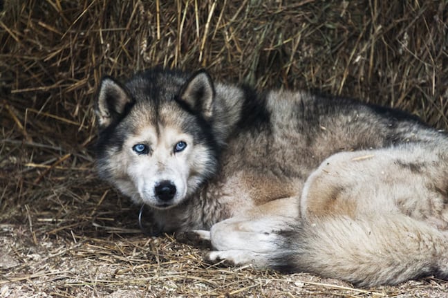 Lithuania-Dog-Sledding-Retirement-Perks