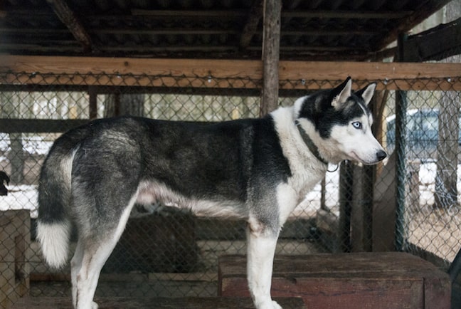 Lithuania-Dogs-Top-of-the-Kennel