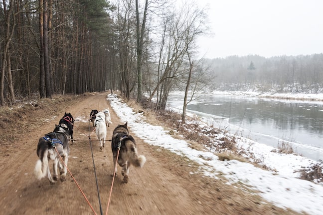 Lithuania-Dog-Sledding-and-River