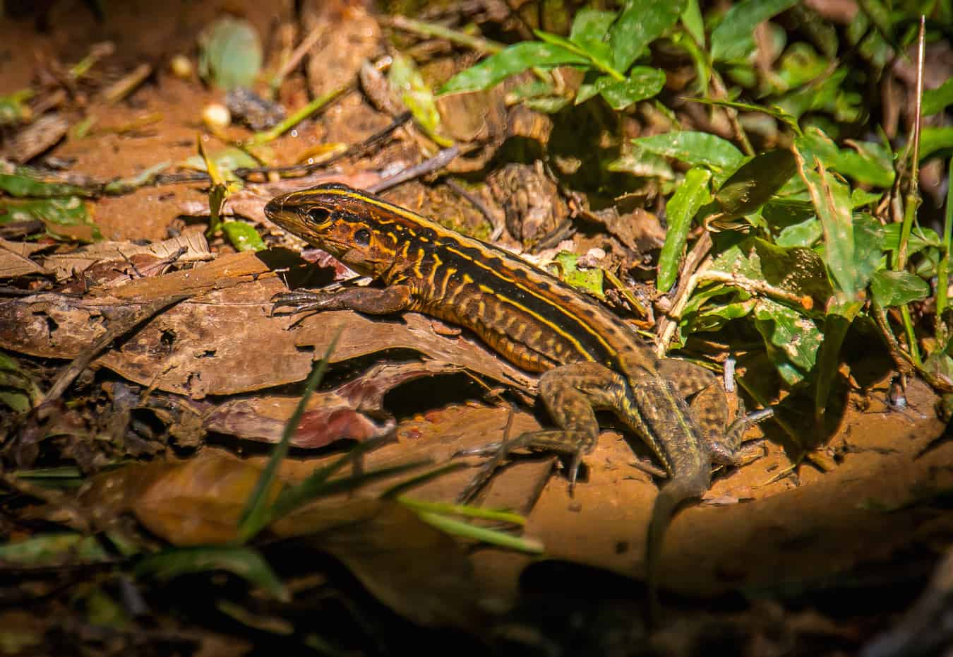 Belize Whiptail at Cockscomb_Basin_Wildlife_Sanctuary