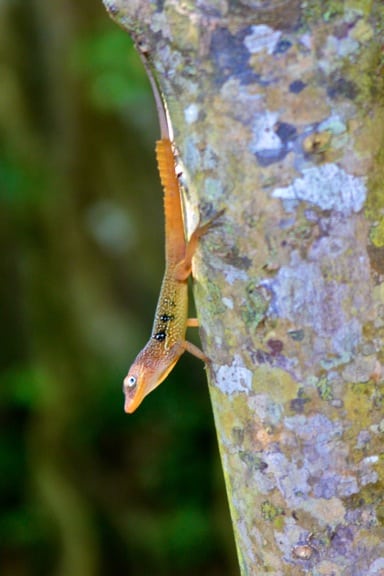 Lizard_Dominica