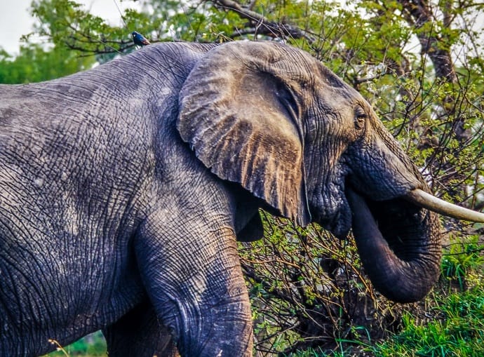 Life Changing experience with a Londolozi Elephant