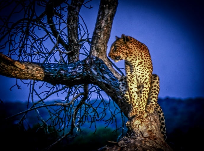 Londolozi Game Reserve Leopard