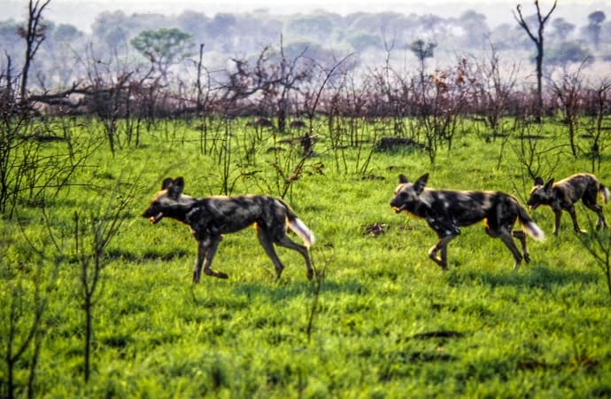 Kruger National Park Wild Dogs Free