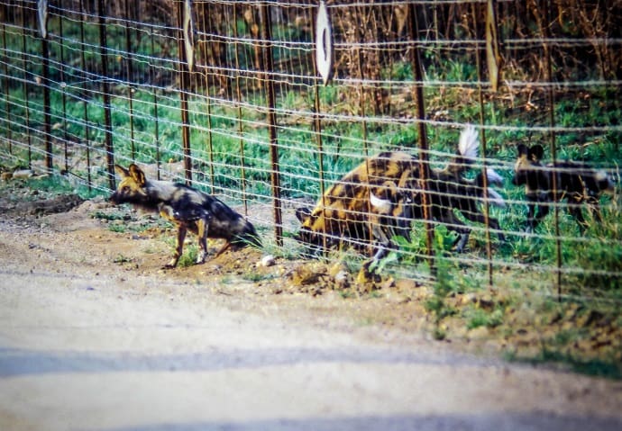 Londolozi Game Reserve Wild Dogs