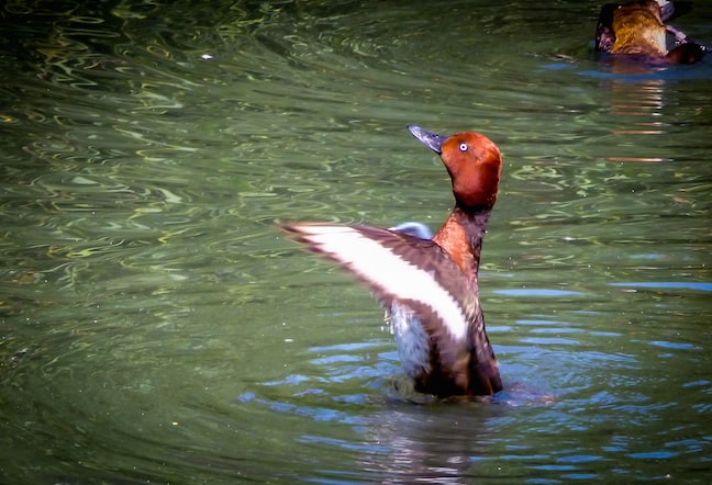 London_Wetlands_Centre_Duck