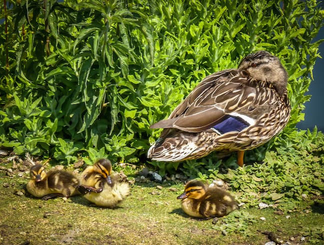 Mama Duck & Her Ducklings at London Wetlands Centre