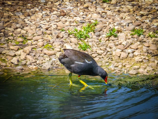 London_Wetlands_Centre_European_Coot_Kathryn_Roark