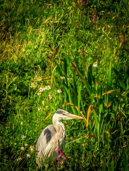 Grey Heron at London Wetland Centre