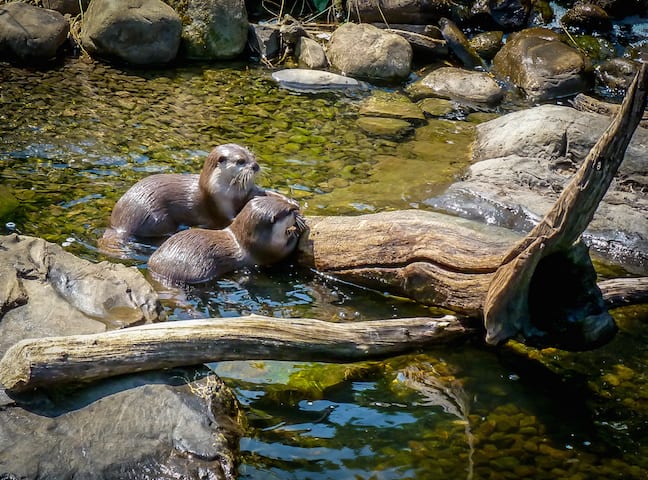 Asian Short Clawed Otters at London Wetland Centre