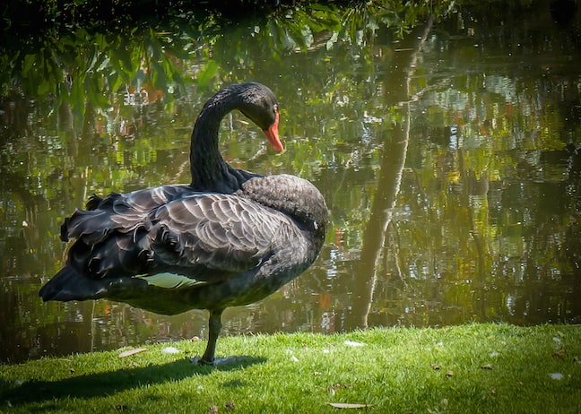 Black Swan at London Wetland Centre