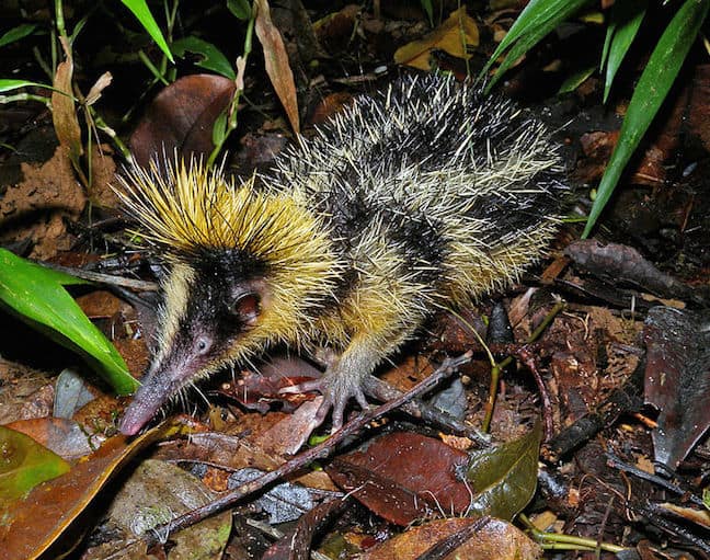 Unusual Animals Around The World, Lowland Streaked Tenrec